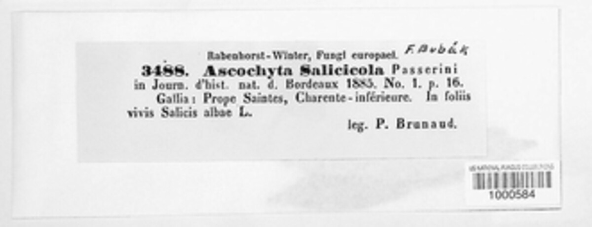 Aplosporella salicicola image